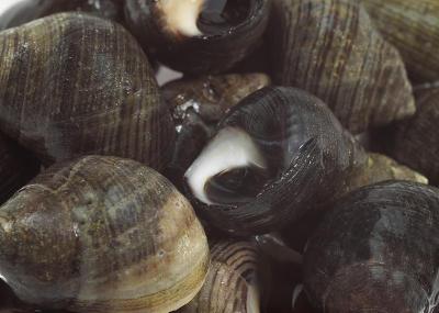 普通长春花，littorina littorea，贝壳