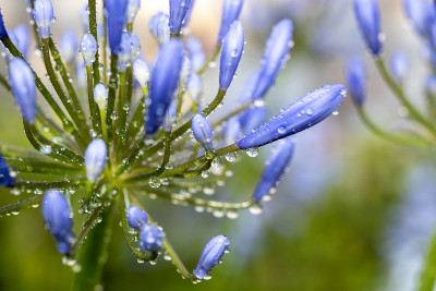 Agapanthus，一种南非蓝百合花