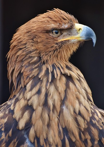 黄褐色的鹰(Aquila rapax)