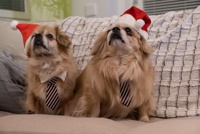快乐的西藏猎犬穿着圣诞服装坐在沙发上。