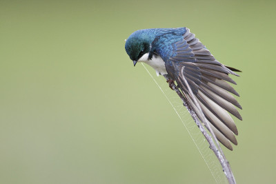 树燕(Tachycineta bicolor)，孟买钩NWR，特拉华州，美国