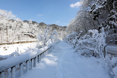 白雪皑皑的冬天，森林道路和蓝天。(韩国江原道御田山国家公园)