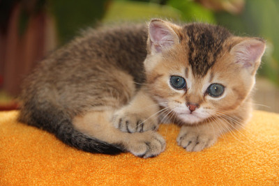 小猫