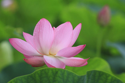 莲花