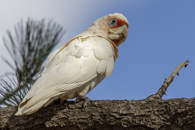 长嘴Corella (Cacatua tenuirostris)
