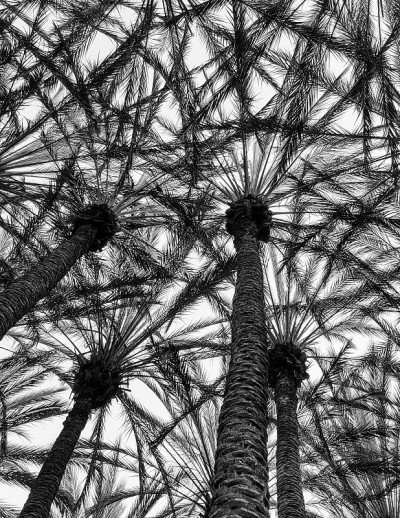 Palm粉丝