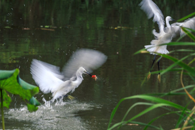 Egretta garzetta