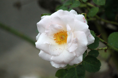 夏日花园中五彩缤纷的花朵，有粉红色、紫色、白色和桃红色的玫瑰、紫罗兰和紫丁香。