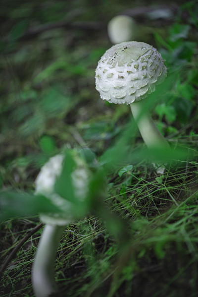 森林里美丽的棕白色蘑菇