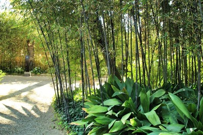 竹林花园中