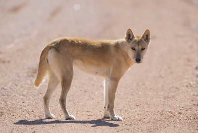 野生Dingo