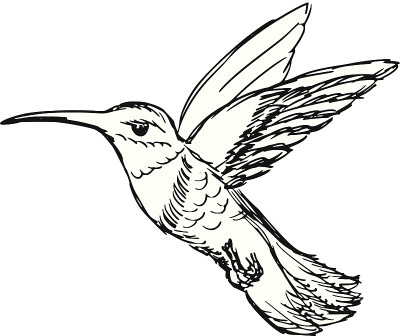 蜂鸟