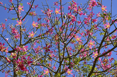 丝线树花