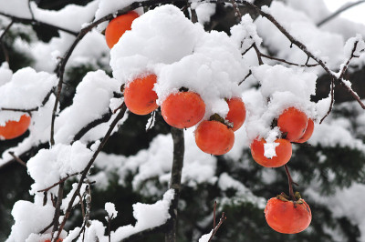 柿子有雪