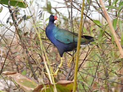 紫鸡柳(porfirio martinica)栖息在植被中
