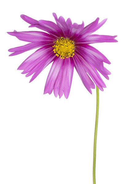 花孤立