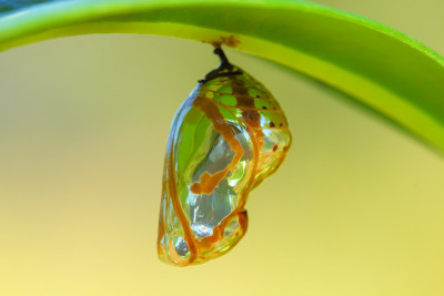 茧的蝴蝶