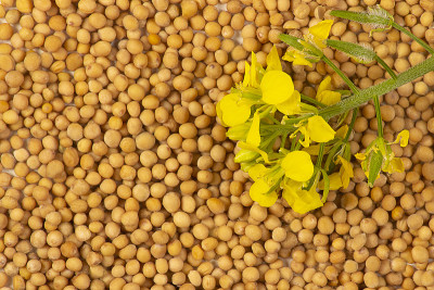 白芥菜(Sinapis alba)种子和花，食物背景，俯视图，超级食物概念与复制空间。