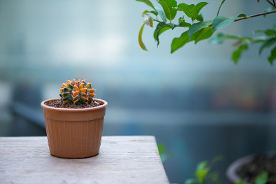 花盆里的仙人掌