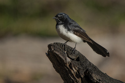 Willie Wagtail (rhiidura leucophrys)， Woodlands历史公