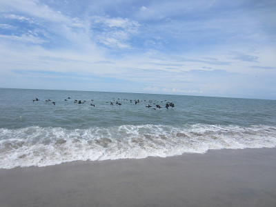 鹈鹕飞过热带海滩