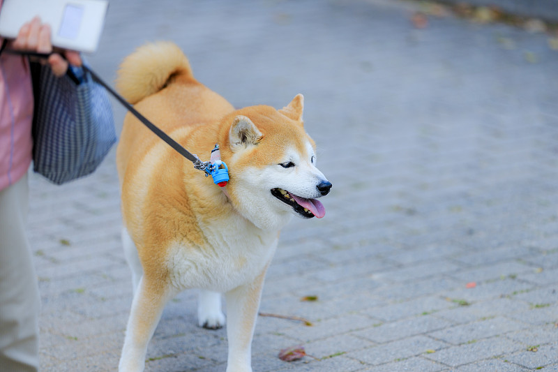 正在散步的日本柴犬