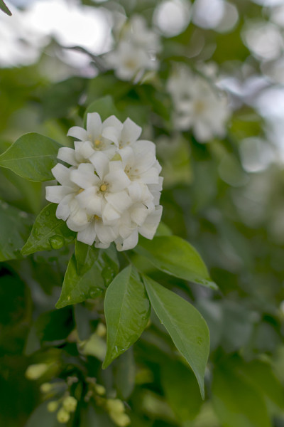 花蜜的特写镜头。
