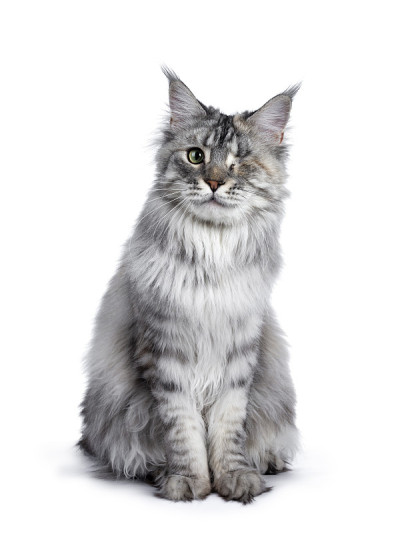 一只眼睛银色tortie缅因猫在白色