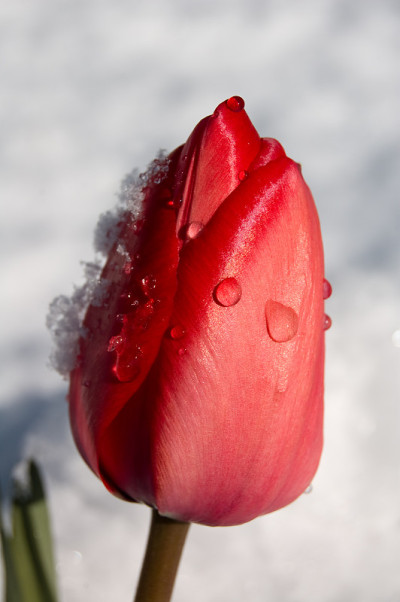雪花覆盖着郁金香花瓣