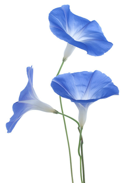 牵牛花
