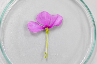 实验室开花和果实结构教育研究。