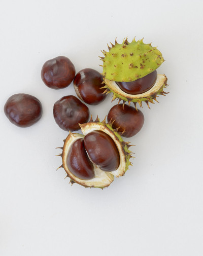 Chestnut