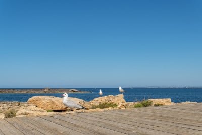 日出时，马略卡岛南部的岩石海岸，海鸥出没，背景是卡布雷拉岛