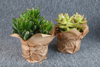 “Gollum”和“Golden Glow”多肉植物景天