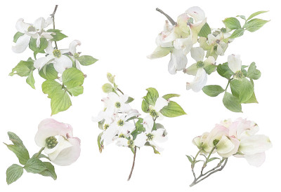 白花山茱萸枝水彩插图集