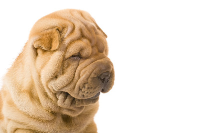 Sharpei狗