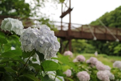 绣球花和桥梁