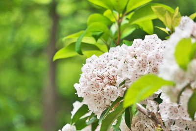 Kalmia