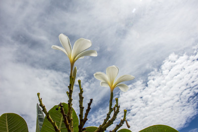 花和天空