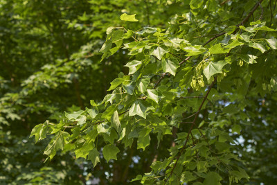 Acer buergerianum收起来了
