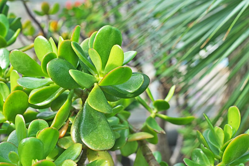 Crassula portulacea