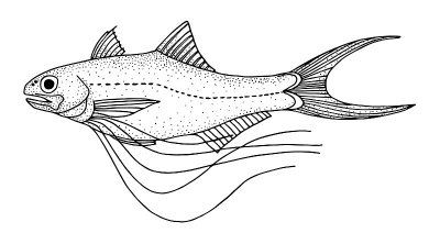 Threadfin. Black hand drawn realistic outline vect