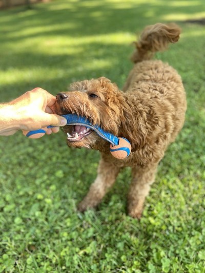 快乐Goldendoodle玩