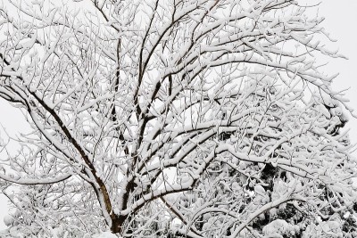 下雪的森林