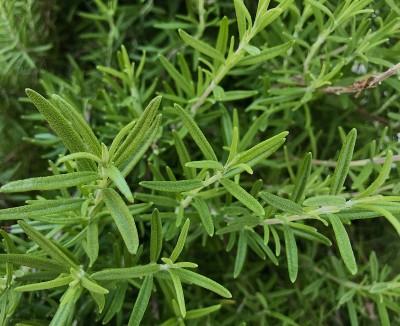 玫瑰玛丽植物的特写