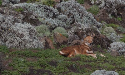 特写一侧的野生和濒危埃塞俄比亚狼(Canis simensis)坐和休息，贝尔山国家公园，埃塞俄比亚