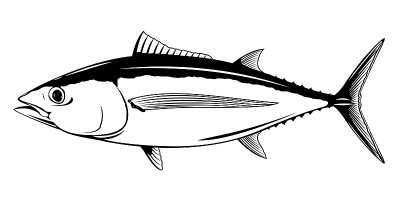 Albacore tuna fish illustration