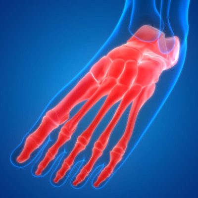 人体骨骼系统足骨关节解剖学