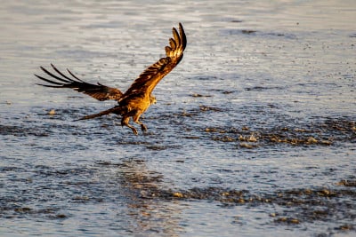 黑鸢(milvus migrans)在国家公园Doñana。
