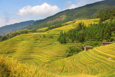 隆基水稻梯田